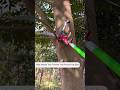 High Reach Telescopic Tree Pruner Tree Pole Pruner Shorts