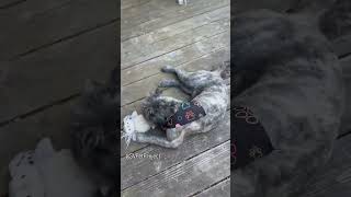 Video preview image #1 French Tzu Puppy For Sale in San Jose, CA, USA