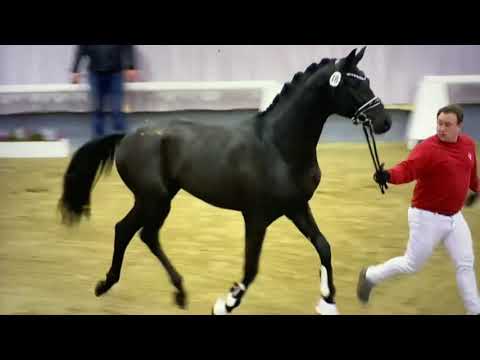 Siegerhengst Westfalen Fair Game x Destano: 800.000 euro