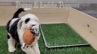 Video preview image #1 Sheepadoodle Puppy For Sale in GOLDEN CITY, MO, USA