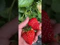 The Strawberries Are Very Fresh And Sweet Beautiful Strawberry Farm Satisfying Fruitcutting