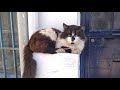 Angry Tuxedo Cat Attacked To Me