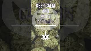Download lagu Insta Story - Keep Calm and Enjoy Cannabis mp3 Download lagu Insta Story - Keep Calm and Enjoy Cannabis mp3
