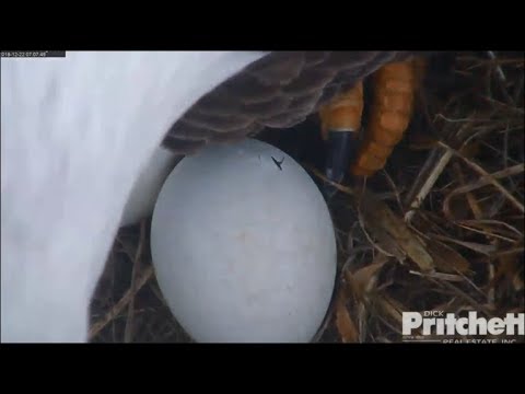 SWFL Eagles ~ Pip Pip Hooray ~ First Pip Seen This Morning! 12.22.18