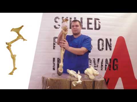 Werkman Academy Basics 09: Corresponding diseases - Werkman Hoofcare