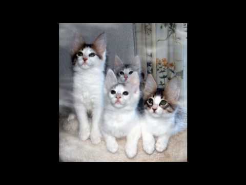 Turkish Angora Cat and Kittens | History of the Turkish Historical Breed