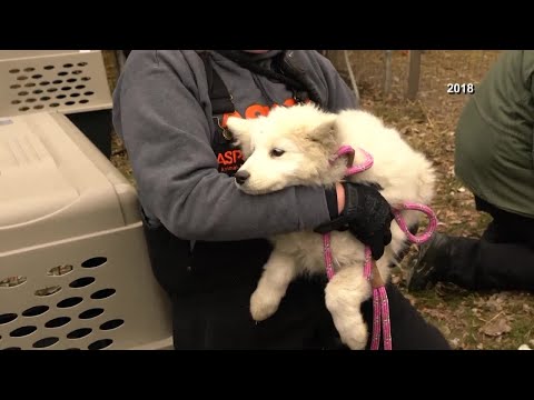 IOWA'S PUPPY MILL PROBLEM: What's being done to stop it