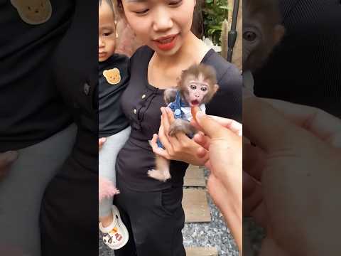 small mankey #monkeybab #babymonkey #monkeymonkey #monkey #baby #animals #mongkey #cute #monkeyboy