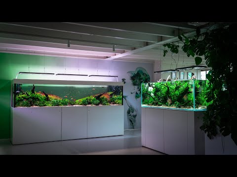 TWO AMAZING AQUARIUMS SCAPED BY FILIPE OLIVEIRA AT AQUAFLORA HEADQUARTERS, NETHERLANDS