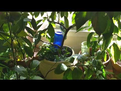 Living Room Jungle - Plant Tour 2019