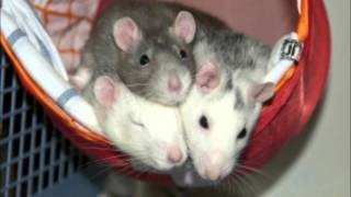 Wenn du nicht mehr da bist!  - Rosenstolz