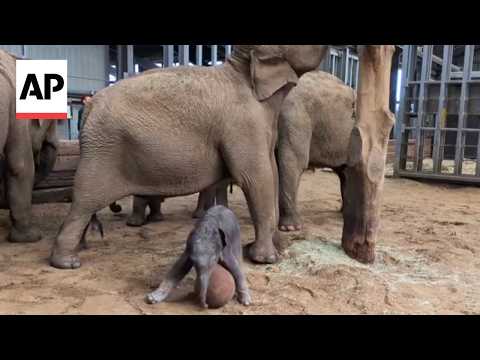 2-day-old baby elephant plays with a ball as the 2026 World Cup begins