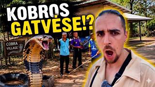Jie gyvena su Kobromis?🐍