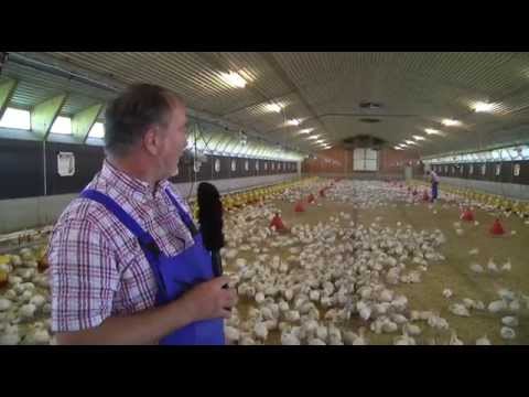 Puten - von der Kinderstube bis zur Schlachtreife