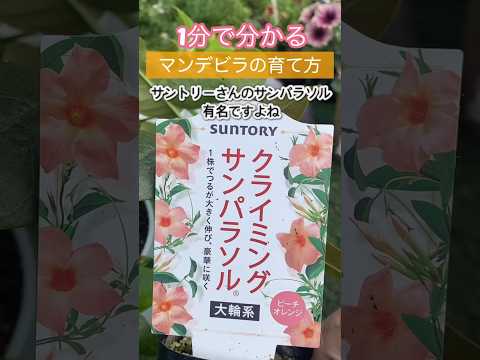 ディプラデニアに水をやる方法は？冬でもメンテナンスはどのくらい必要ですか？  庭園