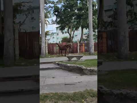 Un Caballo en el Cerro, Habana 😮😦😅🤣 #cubanosporelmundo #cuba #barriosdelahabana #andarlahabana