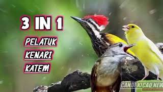 Download lagu PELATUK-KENARI-KAPAS TEMBAK |masteran materi pelatuk,kenari,katem mp3