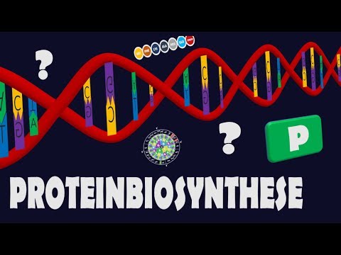 Protein biosynthesis - explained completely and simply!