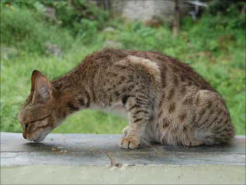 Cats by Asaf Pollak חתולים