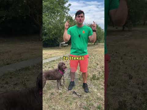 Nekric ked pes steka