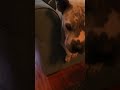 Rescuedog Bulldogs Dogs Doglovers Bullydogbreed Dogrescue Savedogs Burroughs Happydog