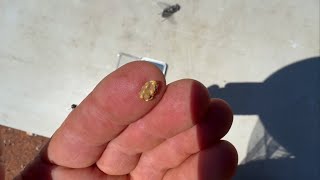 Prospecting Gold North of Coolgardie…Western Australia