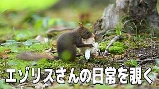 【エゾリスさんの日常を覗く】 Vol.31 #エゾリス #北海道 #野生動物 #癒し