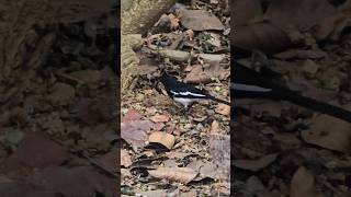 Download lagu Murai-robin oriental (Copsychus saularis), Alam, #naturewithchandra mp3 Download lagu Murai-robin oriental (Copsychus saularis), Alam, #naturewithchandra mp3