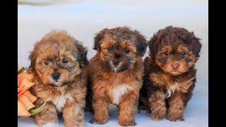 Video preview image #1 Poovanese Puppy For Sale in NEWMANSTOWN, PA, USA