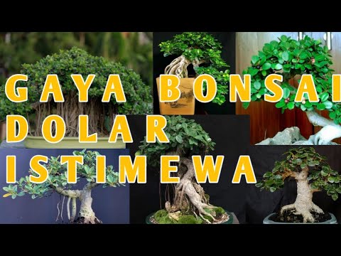 inspirasi bonsai beringin dolar istimewa