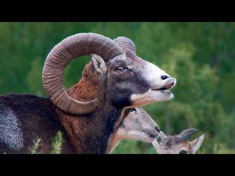 Iberia, Land of Passions