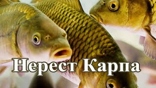 На что ловить карпа в нерестовый период