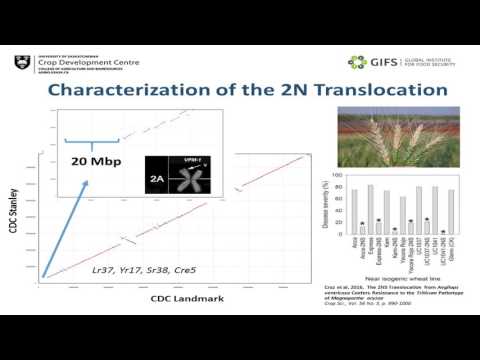 The 10 wheat genome project: Towards a Pan-genome of wheat