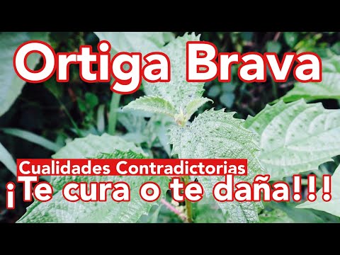 , title : 'La Ortiga Brava; Una Planta Impresionante Pero Potencialmente Peligrosa'