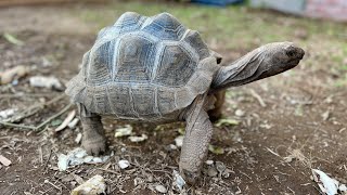 『爬虫類は嫌な事あると目をつぶって現実逃避する』これ単体で動画にしませんか?「俺カナヘビ寝かしつけるの得意だぜ(頭ナデナデ」というシーンあるあるじゃないですか? - 爬虫類館に連れてきたカメ達にある変化が表れました