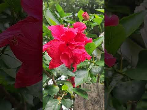 1 de janeiro de 2026 Buritirana Maranhão nordeste Brasil