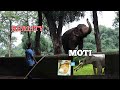 Elephant who Mauled Caretaker to DEATH in ReaL! |Unseen & Unheard 'Reality of ZOOs' | Part-3