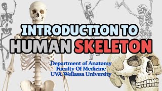 Introduction to Human Skeleton