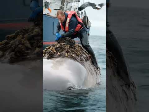 Brave Sailors Clean and Rescue a Whale in Distress | Inspiring Ocean Mission