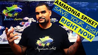 Fish Tank Ammonia - How to fix it right now (SIMPLE)