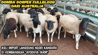 Download lagu DOMBA DORPER FULLBLOOD‼️domba pedaging import yang di kembangkan ayodhya farm gunung kidol mp3