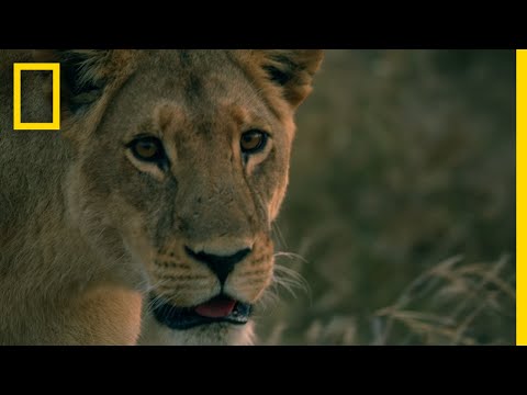 ライオン姉妹の再会｜サヴェージ・キングダム (Lion Sisters Reunited | Savage Kingdom)