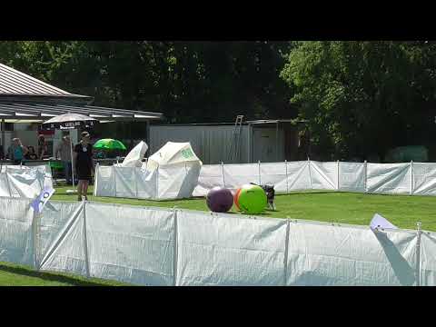 Treibball Turnier bei den Plälzer Dubbeschubser 1 Mai 25 TB 0 mit Sinja