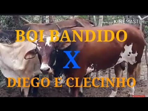 Alon zoa toada pra vaqueirama que vai corre o boi bandido