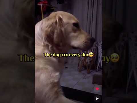 Dog cries every day after owner dies(warning very sad
