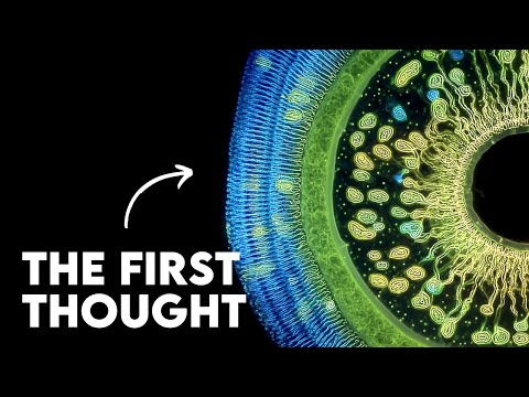 How Consciousness Emerged: From Single Cells to Complex Minds