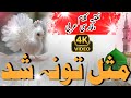 Lam Yati Nazeeruka Fi Nazarin Misle Tuna Shud Paida Jana Naat Shareef
