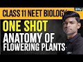 ONE SHOT BIOLOGY Anatomy Of Flowering Plants Class 11 Tony Sir Xylem NEET Tamil