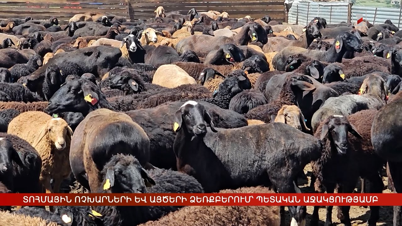 Բարձր մթերատու տոհմային ոչխարների և այծերի ձեռքբերում՝ պետական աջակցությամբ