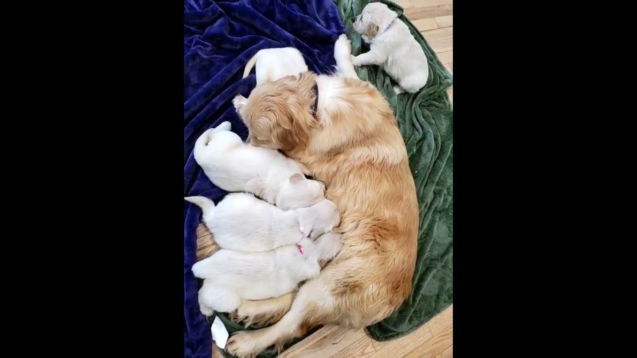 Buy a Golden Retriever puppy now CALL/TXT (973)845-8450 #puppy #cute #dog #goldenretriever #doglover